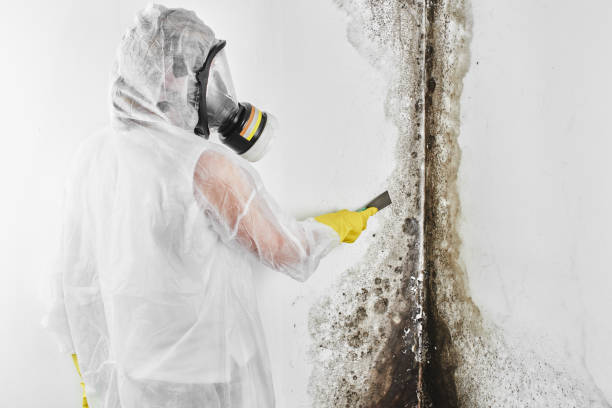Best Black Mold Remediation in Darien Downtown, CT