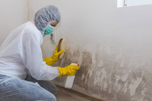 Best Preventive Mold Services in Darien Downtown, CT