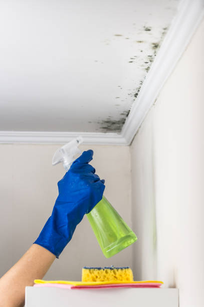 Reliable Darien Downtown, CT Mold Remediation Solutions